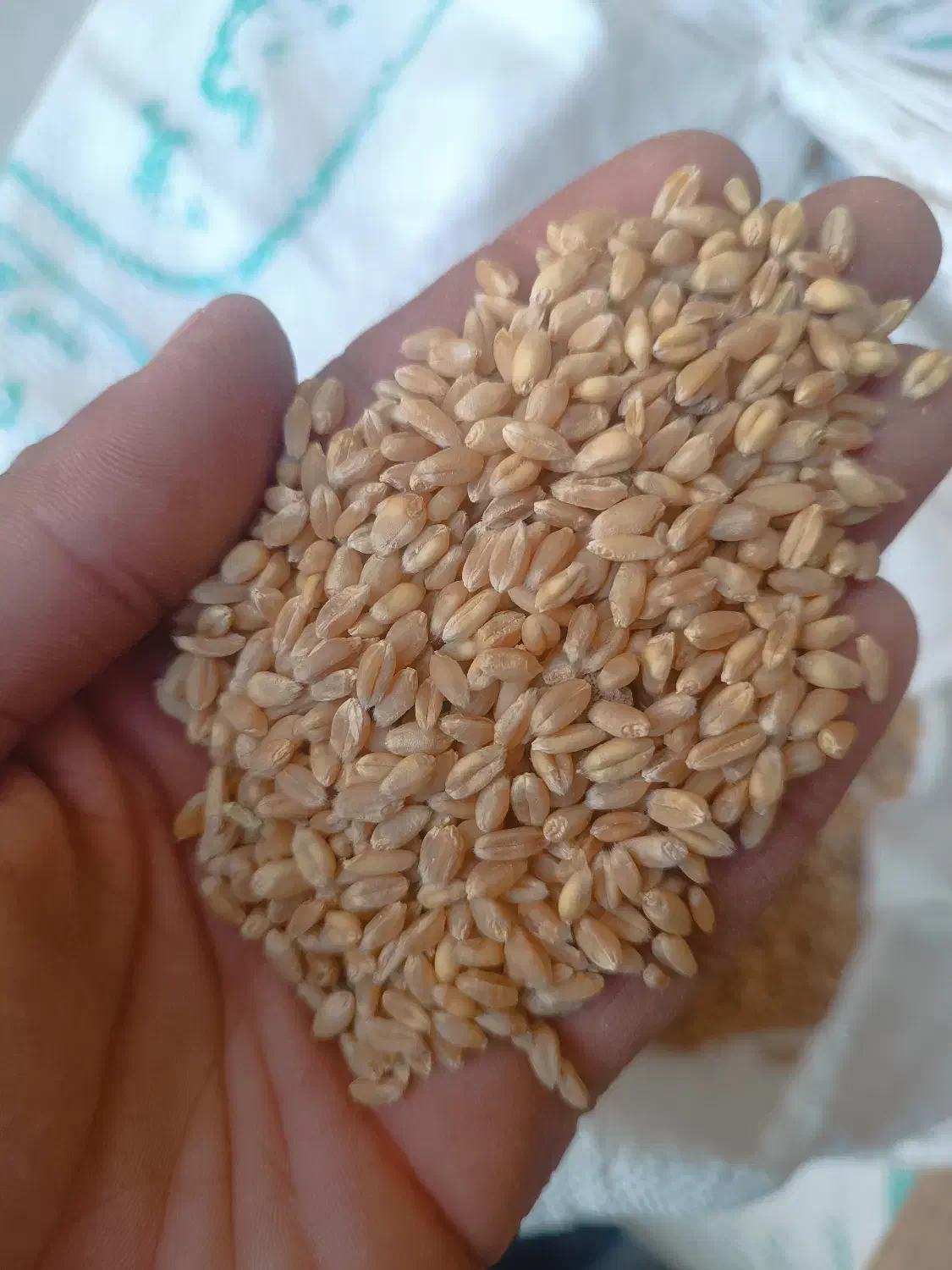 گندم پیشگام|خدمات باغبانی و درختکاری|زنجانرود, |دیوار