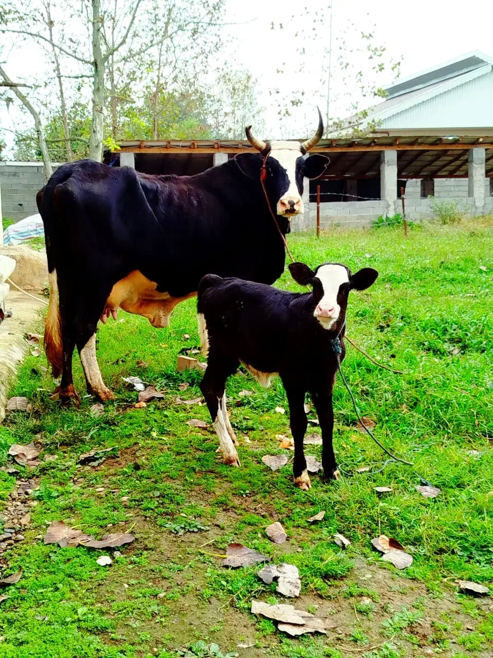 گاو چالوسی شیری با گوساله|حیوانات مزرعه|رشت, رودبارتان|دیوار