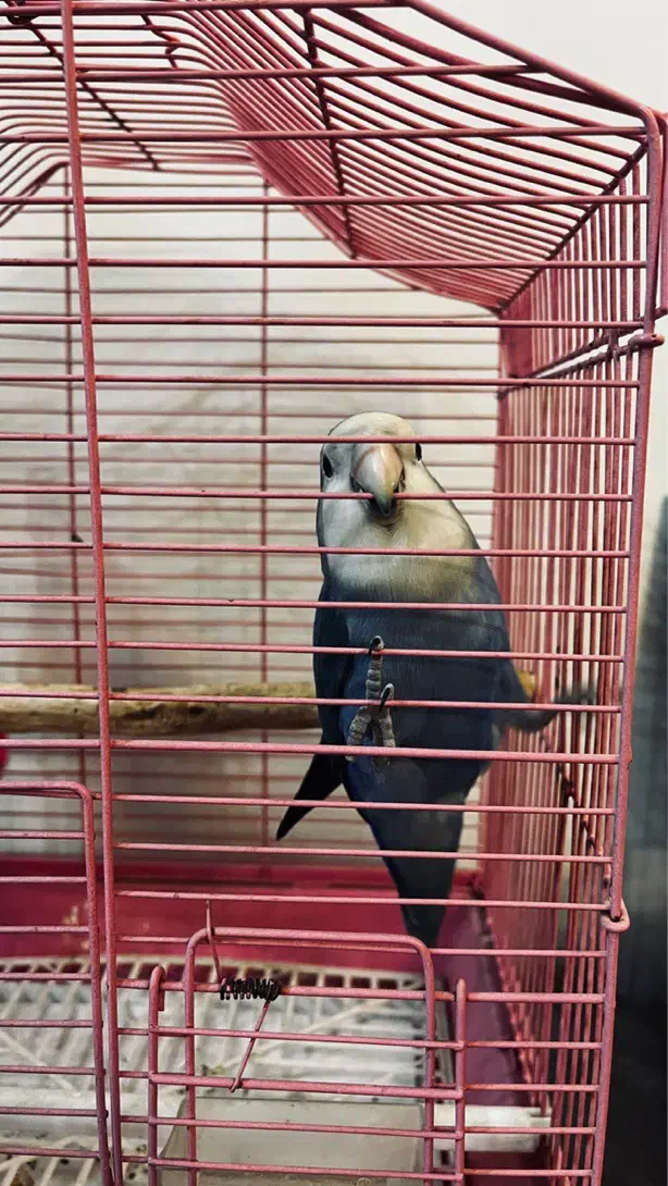 طوطی برزیلی کوتوله|پرنده|ری, دولت‌آباد|دیوار