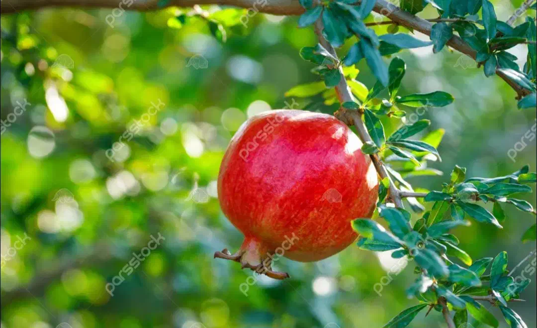 اجاره روزانه/هفتگی/ماهانه ویلا ۱ هکتار|اجارهٔ کوتاه‌مدت ویلا و باغ|ساوه, |دیوار