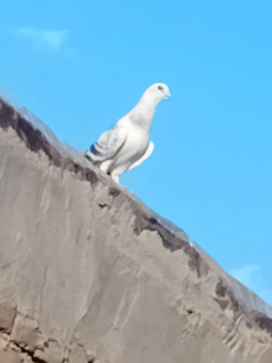 کفتر شامی|پرنده|سلامی, |دیوار