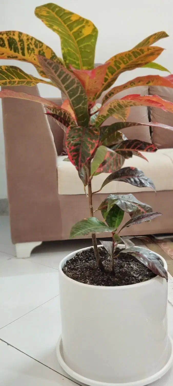 گل وگلدان|گل و گیاه طبیعی|مشهد, نوید|دیوار