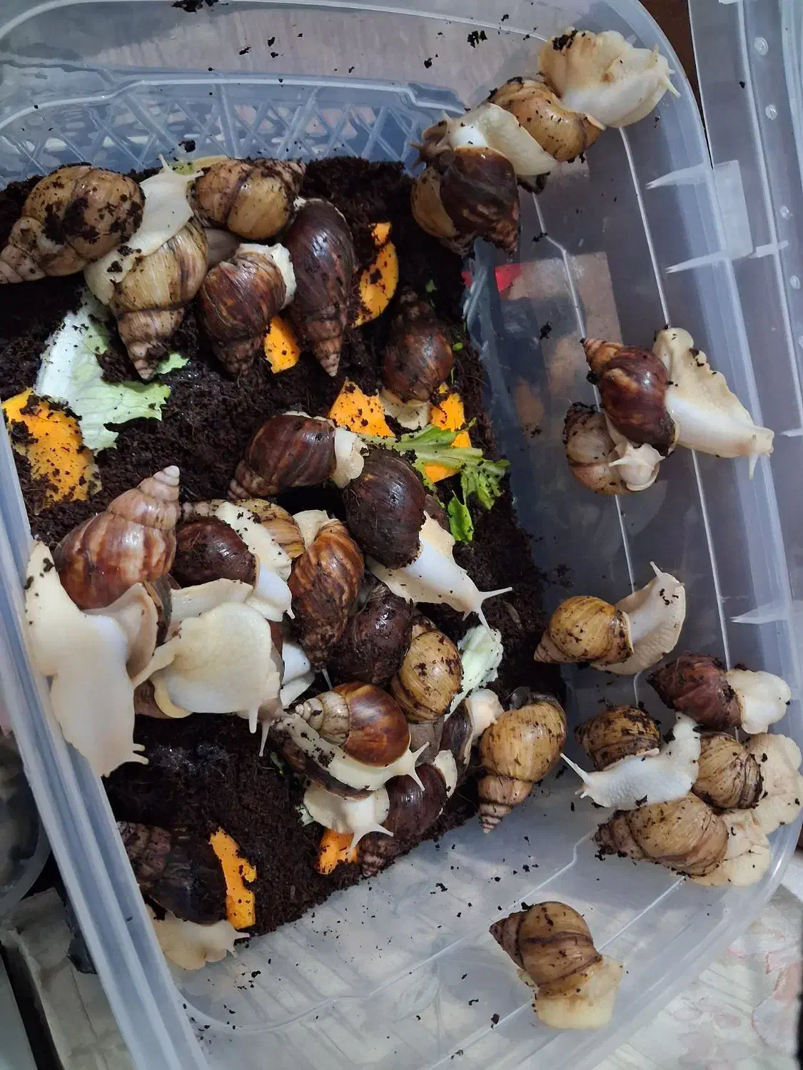 فروش حلزون آچاچینا|خزنده|قدس, شهرقدس|دیوار