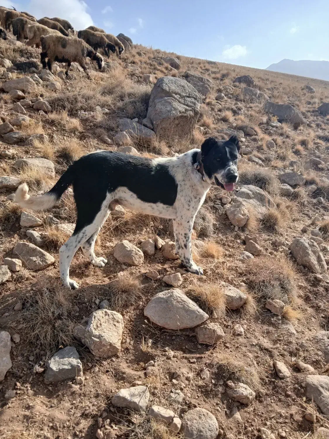 دوزدیده شده هر کس دید اطلاع بده مچکر ..|حیوانات|شهرکرد, |دیوار