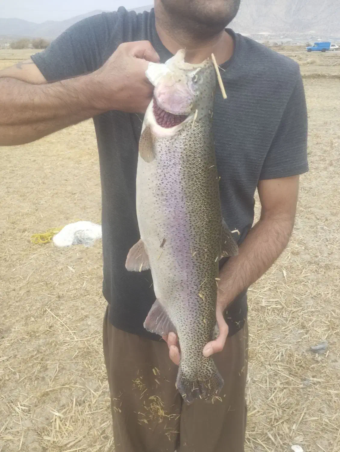 ماهی قزل الا|ماهی|لردگان, |دیوار