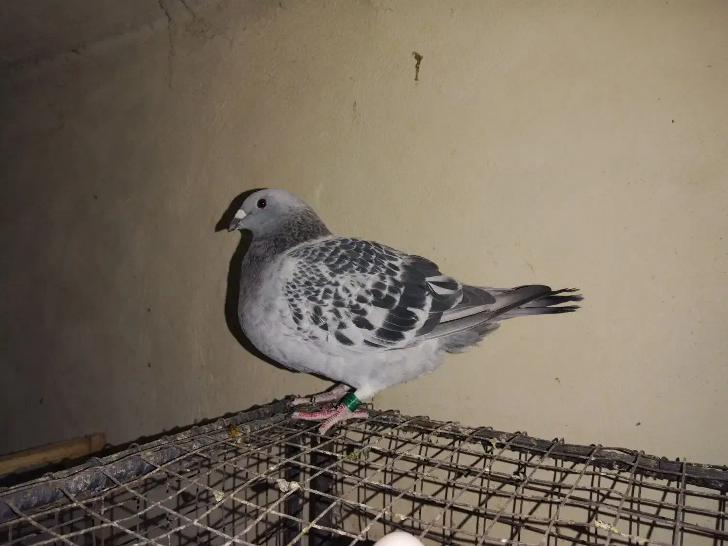 شامی دلبر ماده و سه تا جوجه هیچ بند|پرنده|برازجان, |دیوار