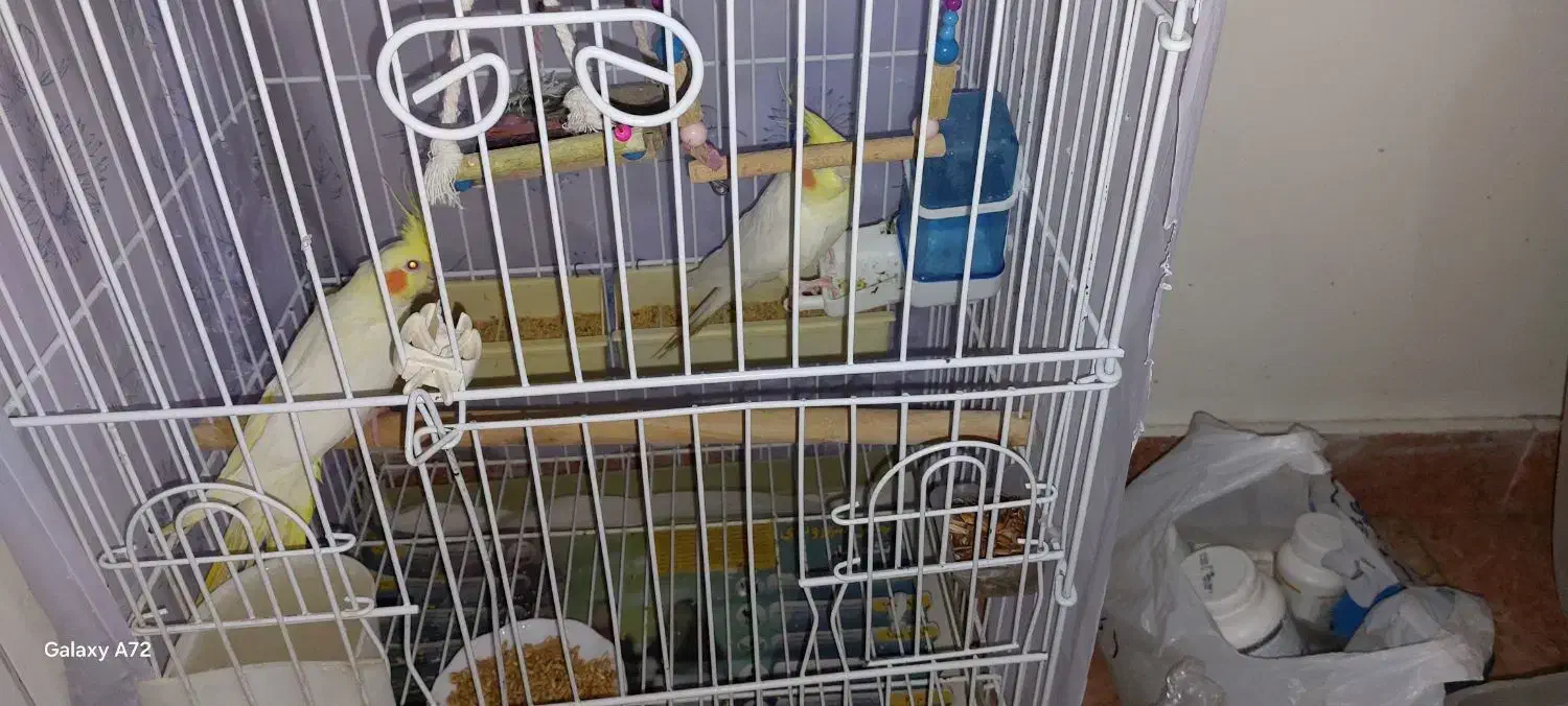 دو عدد عروس هلندی سخنگو|پرنده|تهران, سازمان آب|دیوار