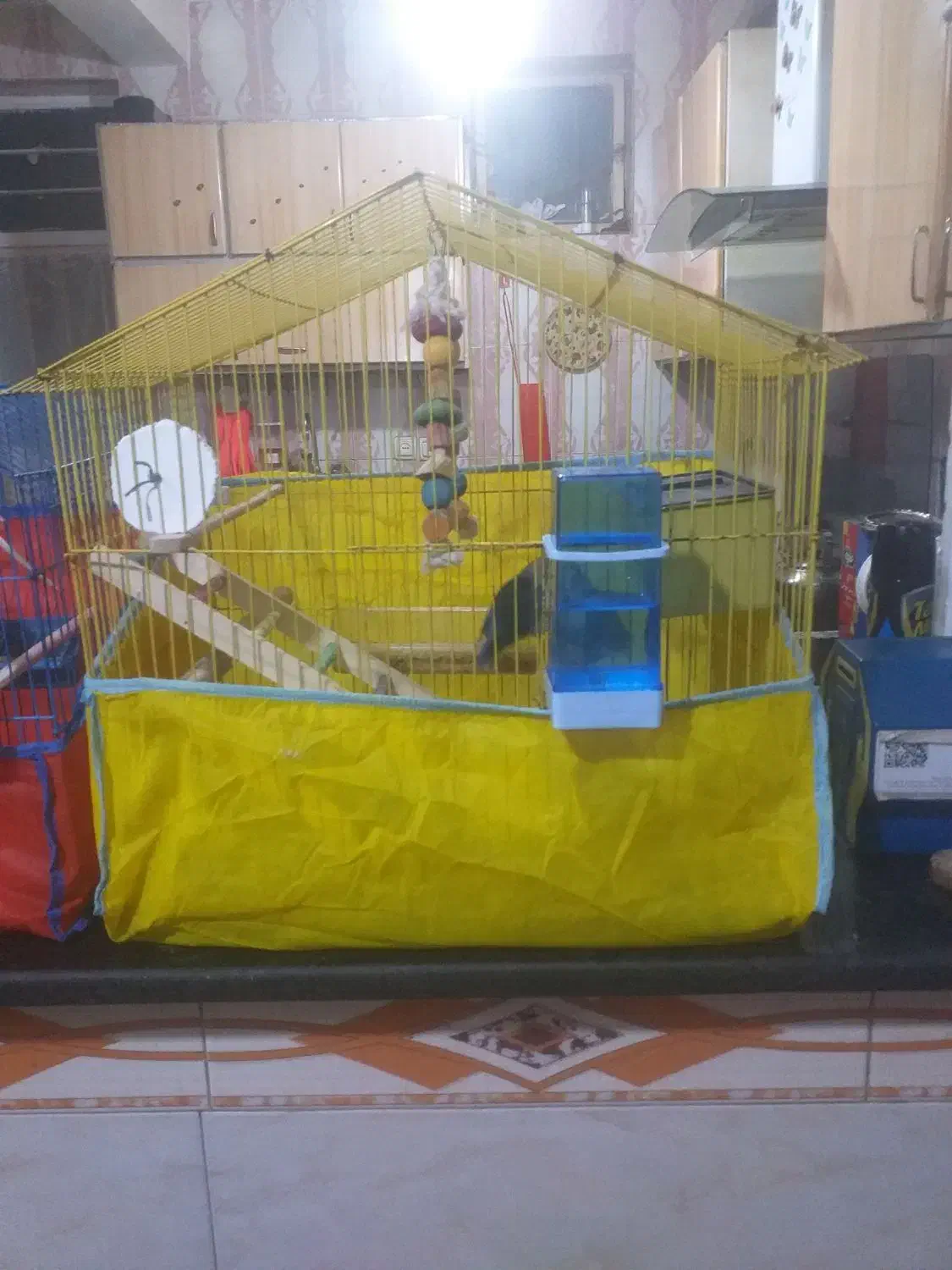 فروش سه جفت پرنده عروس. برزیلی. مرغ عشق|پرنده|بندر ماهشهر, |دیوار