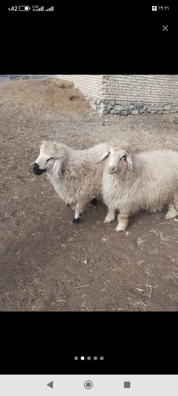 بره نر چاق|حیوانات مزرعه|سربیشه, |دیوار