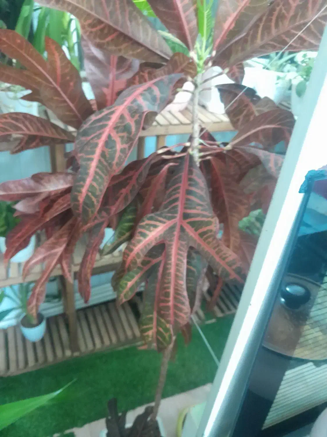 فروش گل با گلدان همش 25000000ریال و تکی هم جداگانه|گل و گیاه طبیعی|تبریز, |دیوار