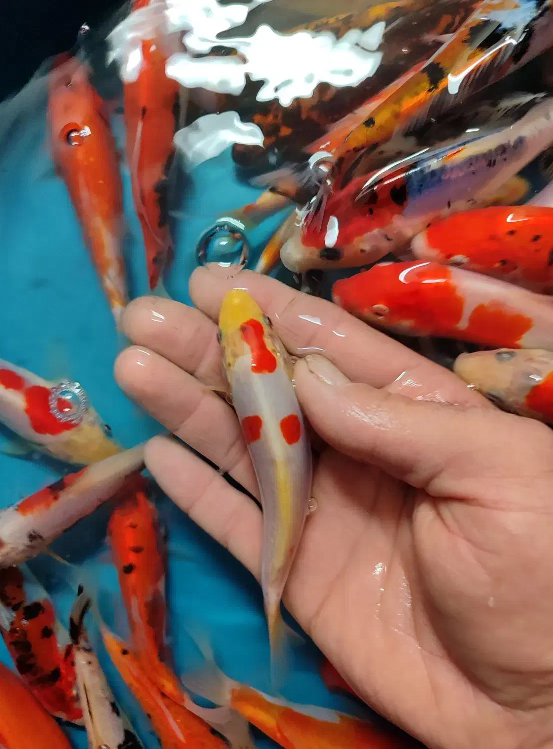 پک ماهی کوی صد در صد نژاد|ماهی|خمینی‌شهر, |دیوار