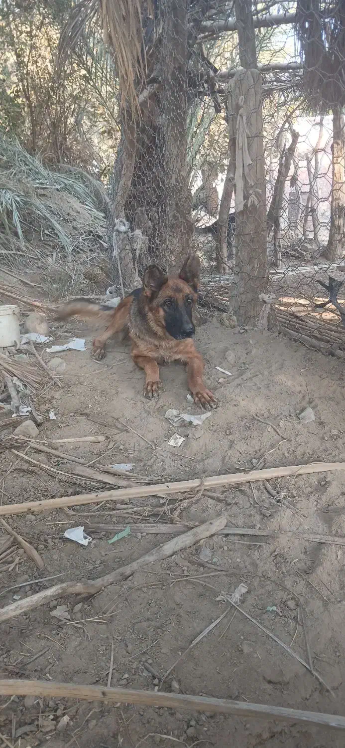 سگ ژرمن ماده|سگ|عنبرآباد, |دیوار