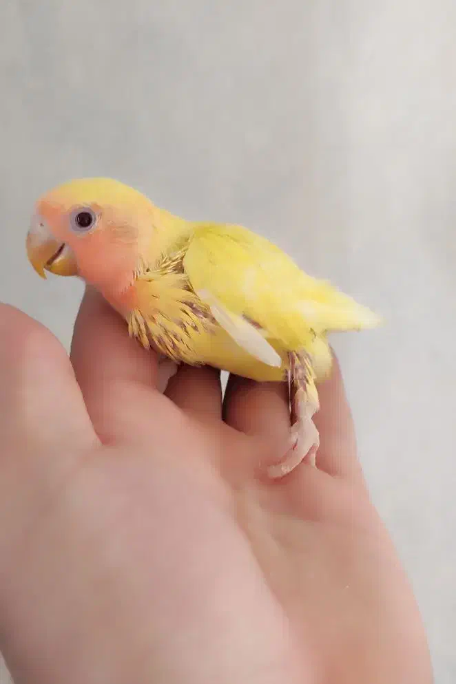 جوجه عروس هلندی و کوتوله|پرنده|قم, حنیف نژاد|دیوار