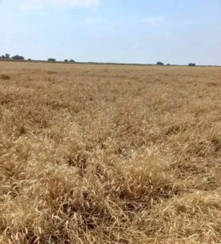 اجاره ده هکتار زمین دیم در برتش|اجارهٔ دفتر صنعتی، کشاورزی، تجاری|دهلران, |دیوار