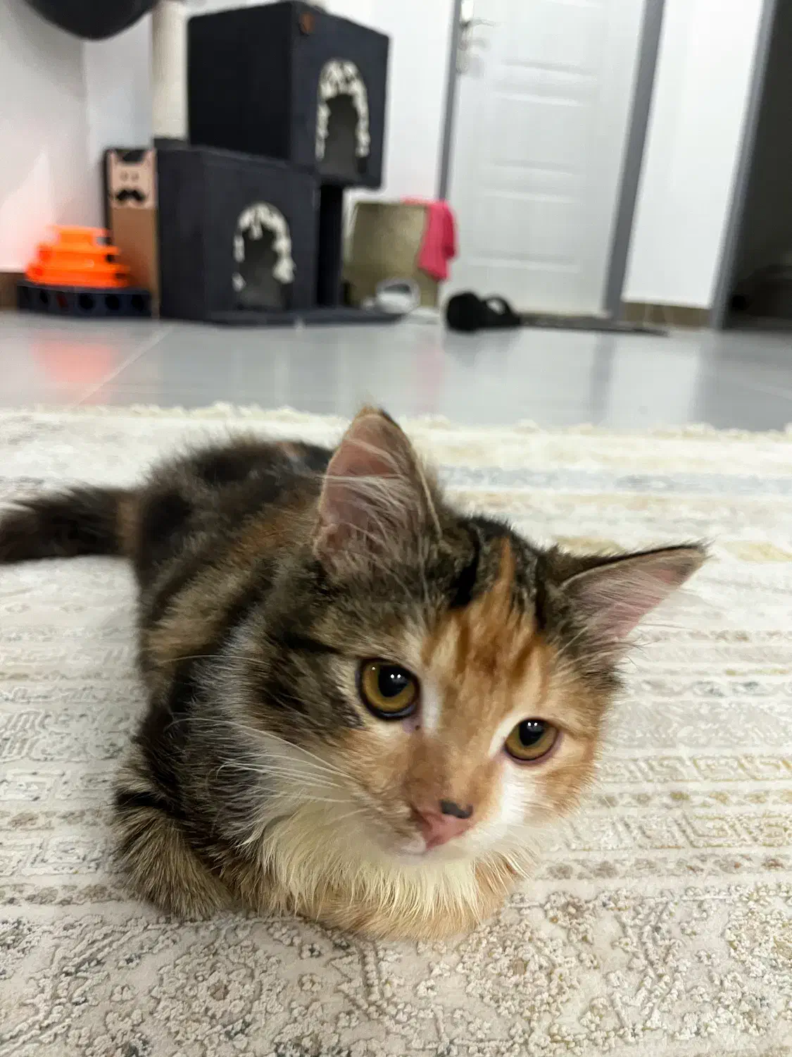 واگذاری بچه گربه ماده|گربه|چالوس, |دیوار