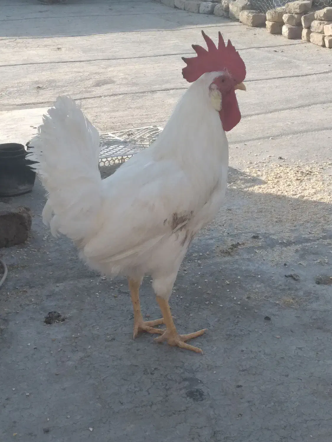 خروس سفید و خوش اندام|حیوانات مزرعه|الوند, |دیوار