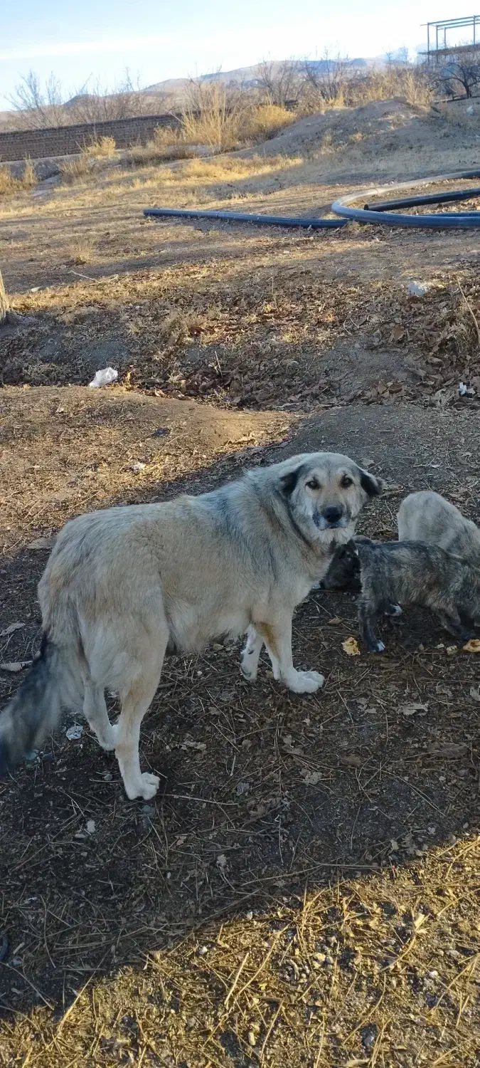 واگذاری توله سگ|سگ|باسمنج, |دیوار