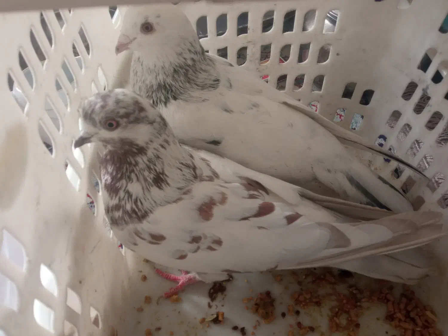 کبوتر|پرنده|شاهرود, |دیوار