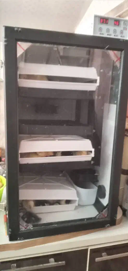 دستگاه جوجکشی 168تایی، اسکندری|لوازم جانبی حیوانات|رشت, گیل|دیوار