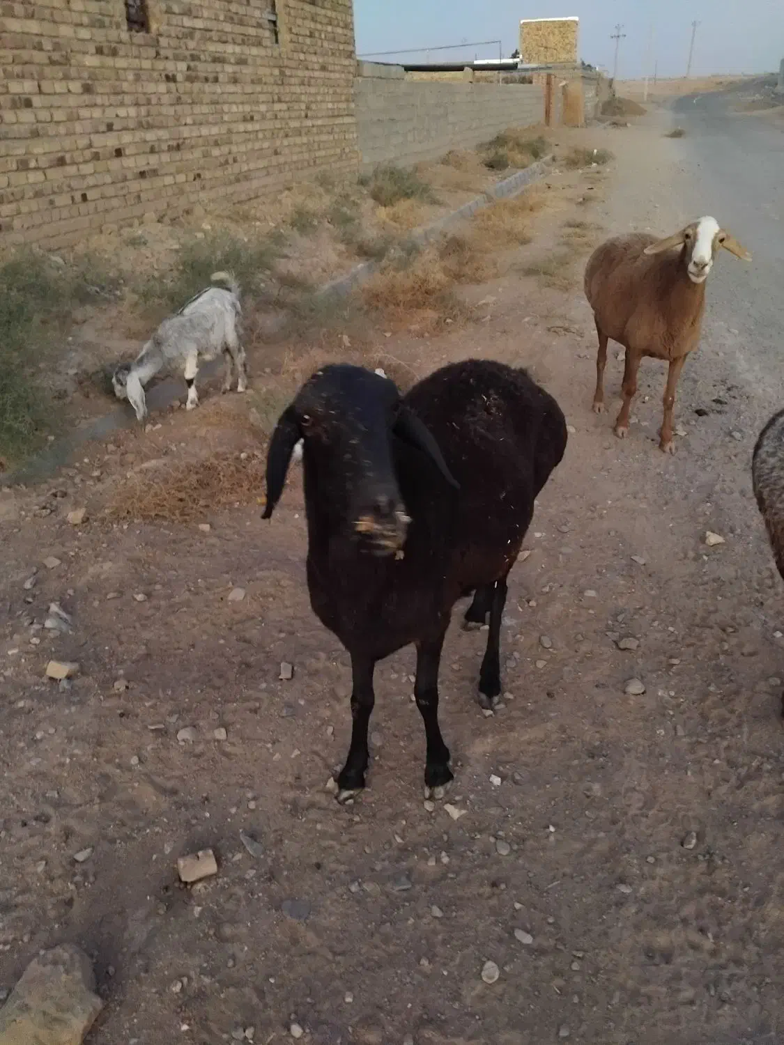 میش چینی اصل فروشی|حیوانات مزرعه|تربت جام, جامرود|دیوار