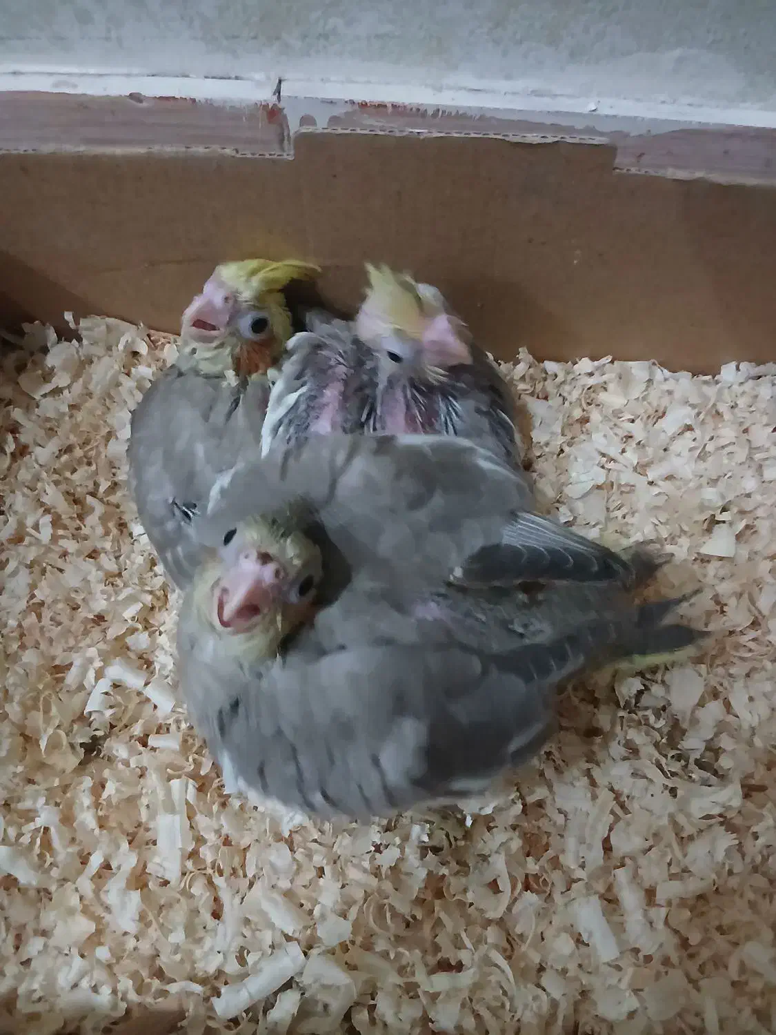 جوجه عروس هلندی|پرنده|فردیس, سرحدی|دیوار