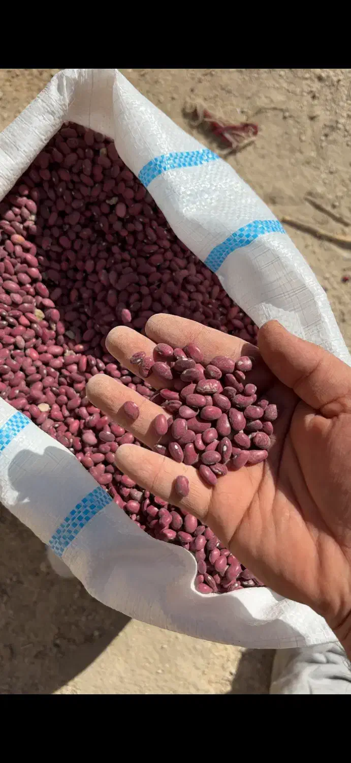 لوبیا قرمز درجه یک|خوردنی و آشامیدنی|پاسارگاد, |دیوار