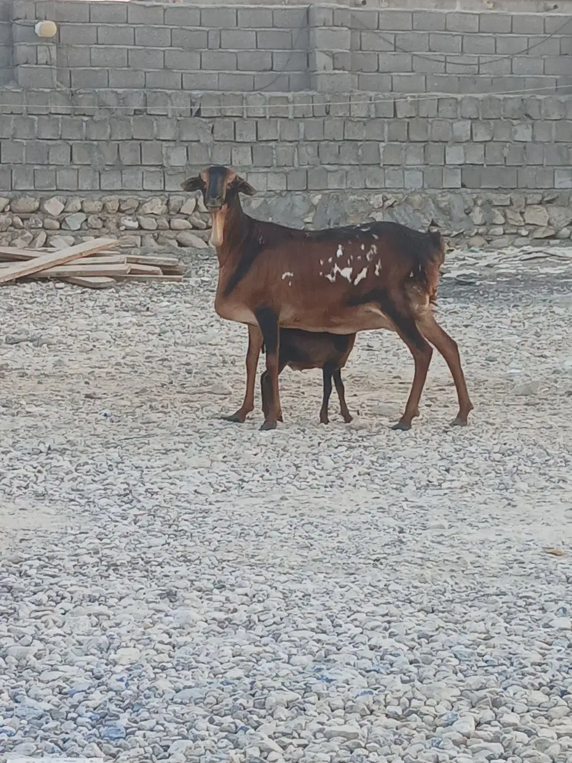 قیمت جفت با هم میش برشن درجه یک زاییده و ابستن|حیوانات مزرعه|بندرلنگه, |دیوار