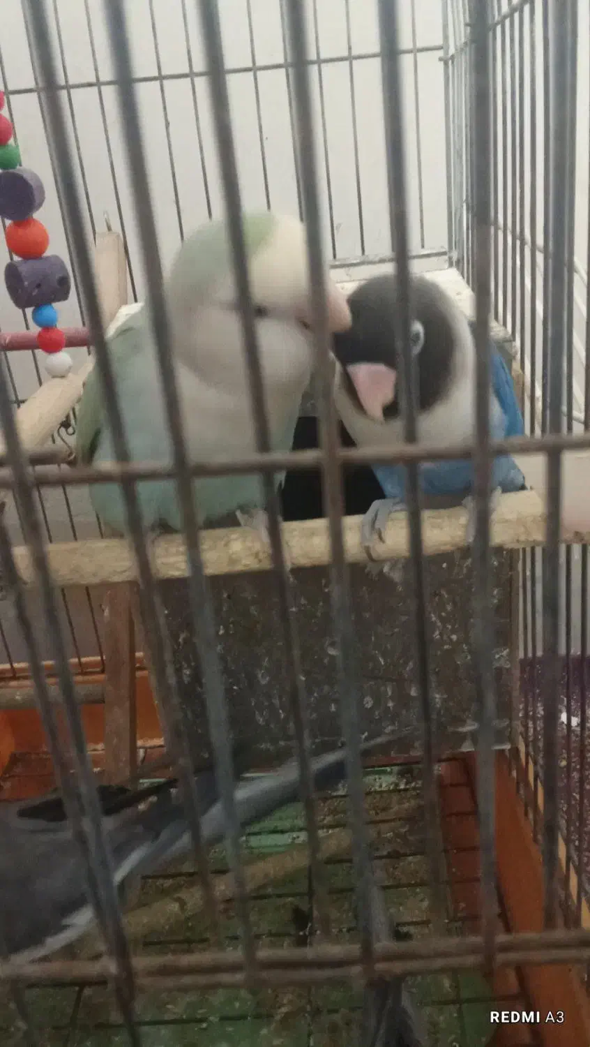 طوطی برزیلی|پرنده|بندر امام خمینی, |دیوار