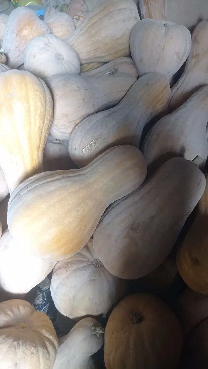 کدو حلوایی|خوردنی و آشامیدنی|جوین, |دیوار