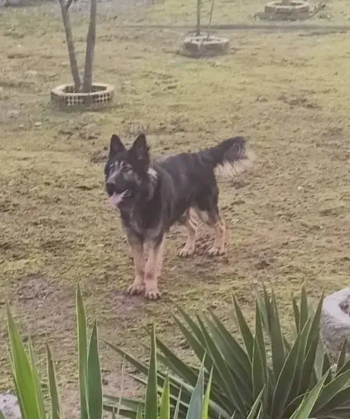 سگ ژرمن|سگ|رشت, حومه رشت|دیوار