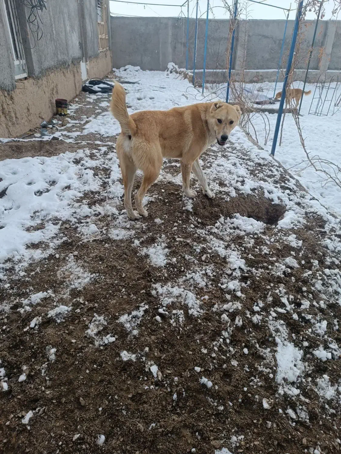 سلام یک عدد سگ نگهبانی وگلگی|سگ|بیرجند, |دیوار