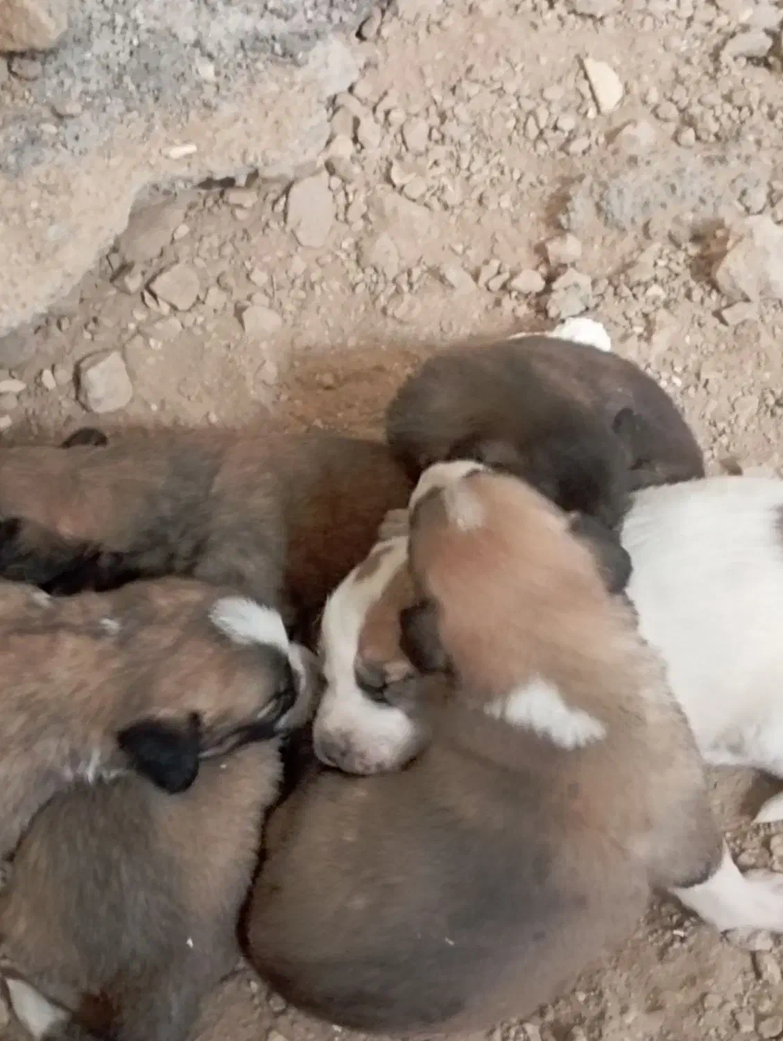 چند عدد توله سرابی اصل|سگ|شیراز, کاراندیش|دیوار