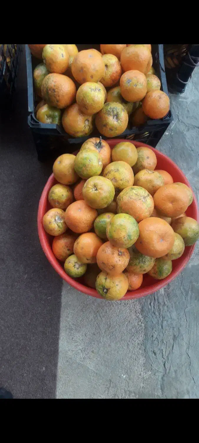 نارنج محلی آبدار|خوردنی و آشامیدنی|ماکلوان, |دیوار