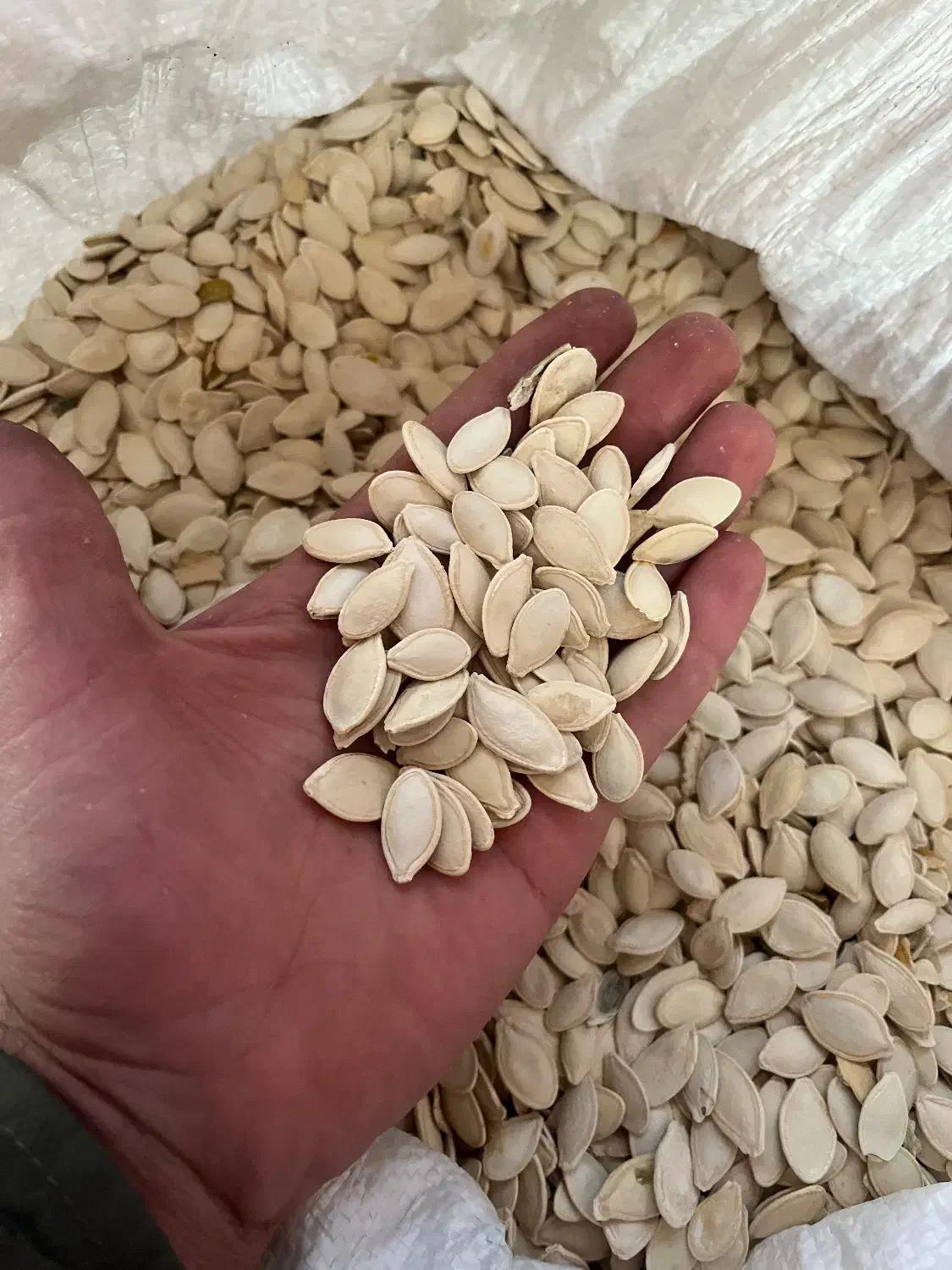 تخم کدو اعلا بوجاری شده|خوردنی و آشامیدنی|حسین آباد, |دیوار