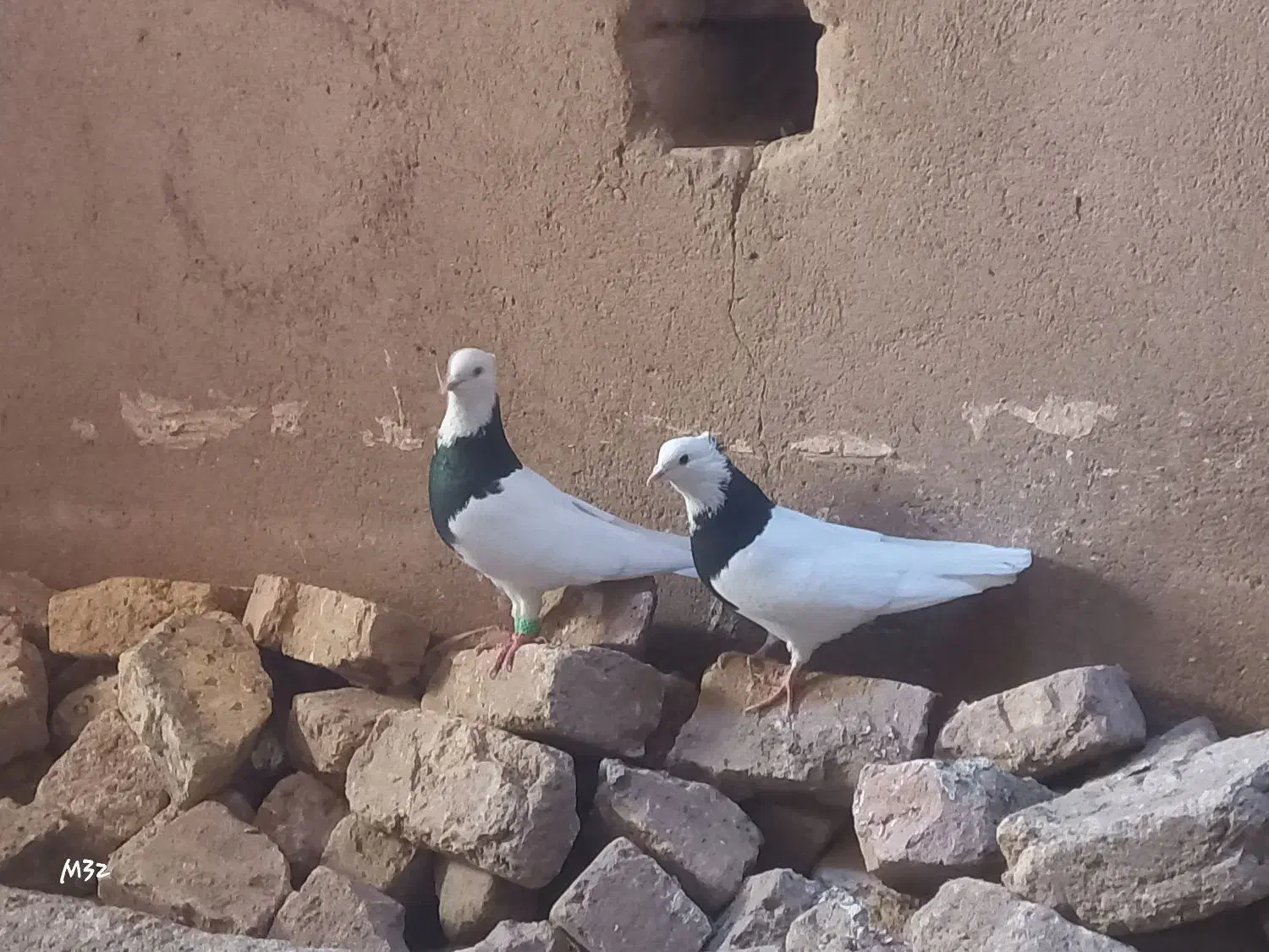یک جفت کبوتر طوقی سالم|پرنده|شال, |دیوار