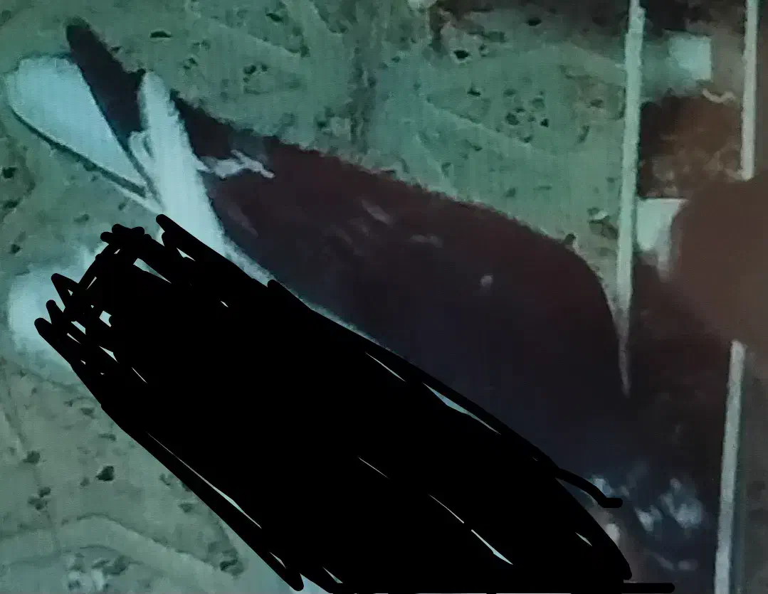 دو عدد کبوتر گمشده|پرنده|شاهرود, |دیوار