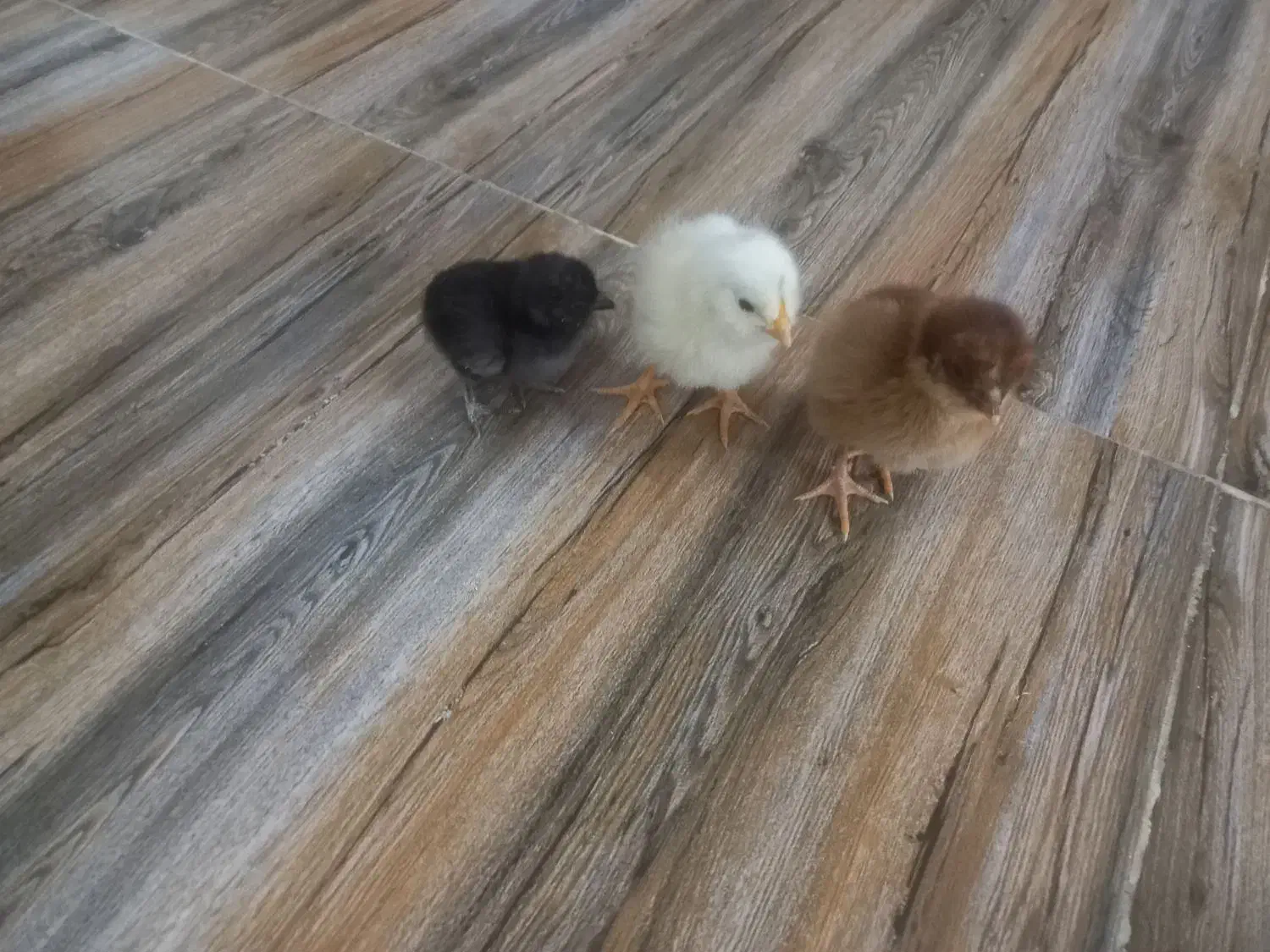 جوجه مرغ|حیوانات مزرعه|کهریزک, |دیوار