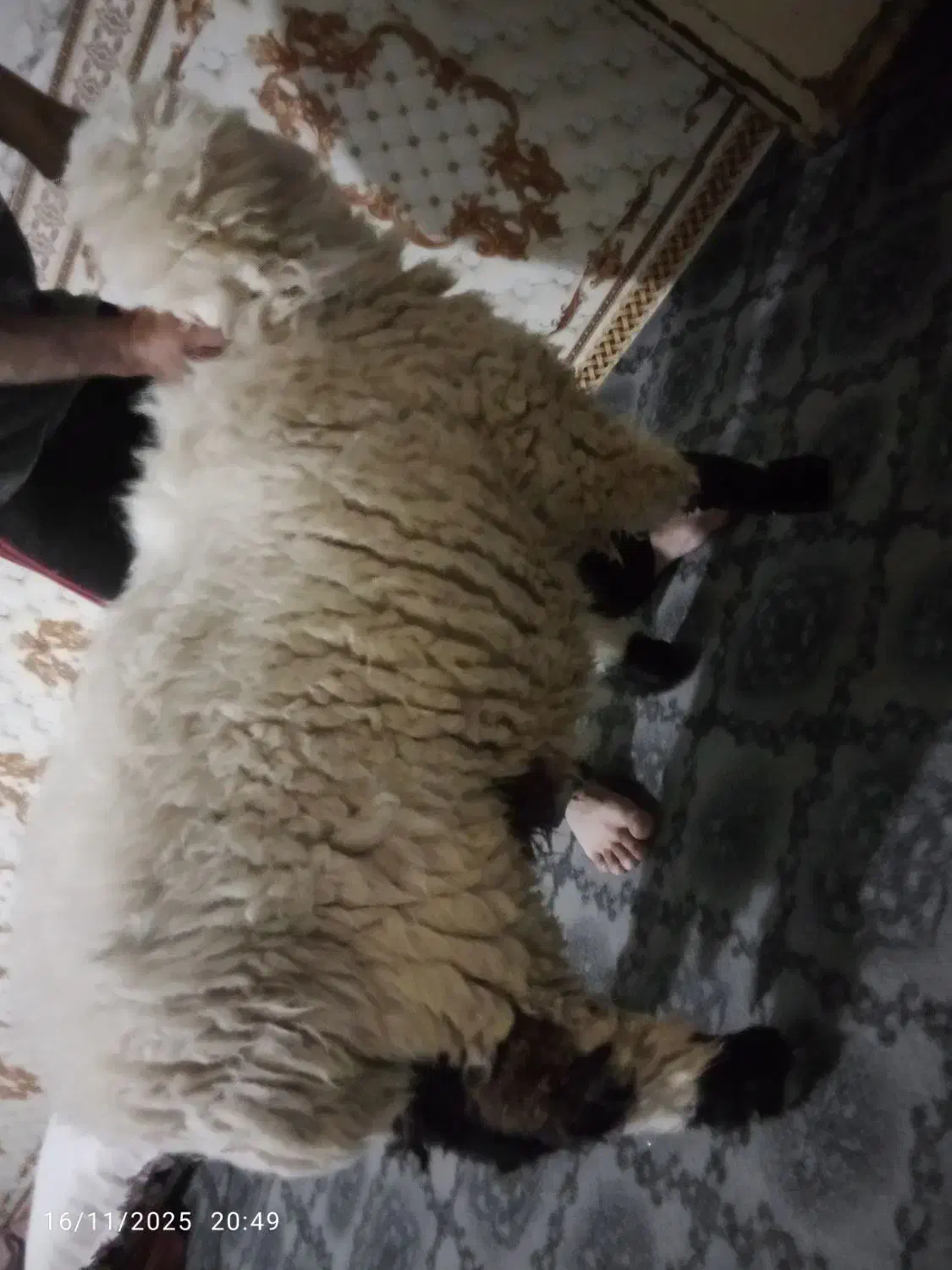 بره نر چاق چله|حیوانات مزرعه|نهبندان, |دیوار