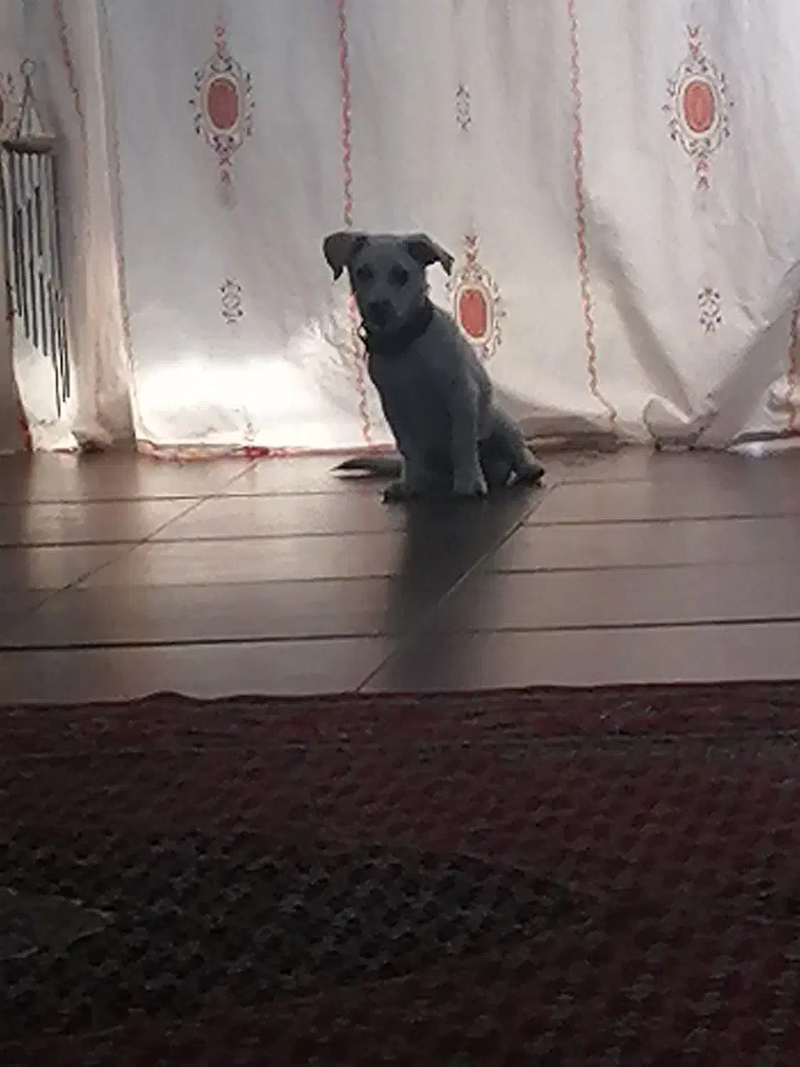 سگ گمشده|سگ|کرج, سیاه کلان|دیوار