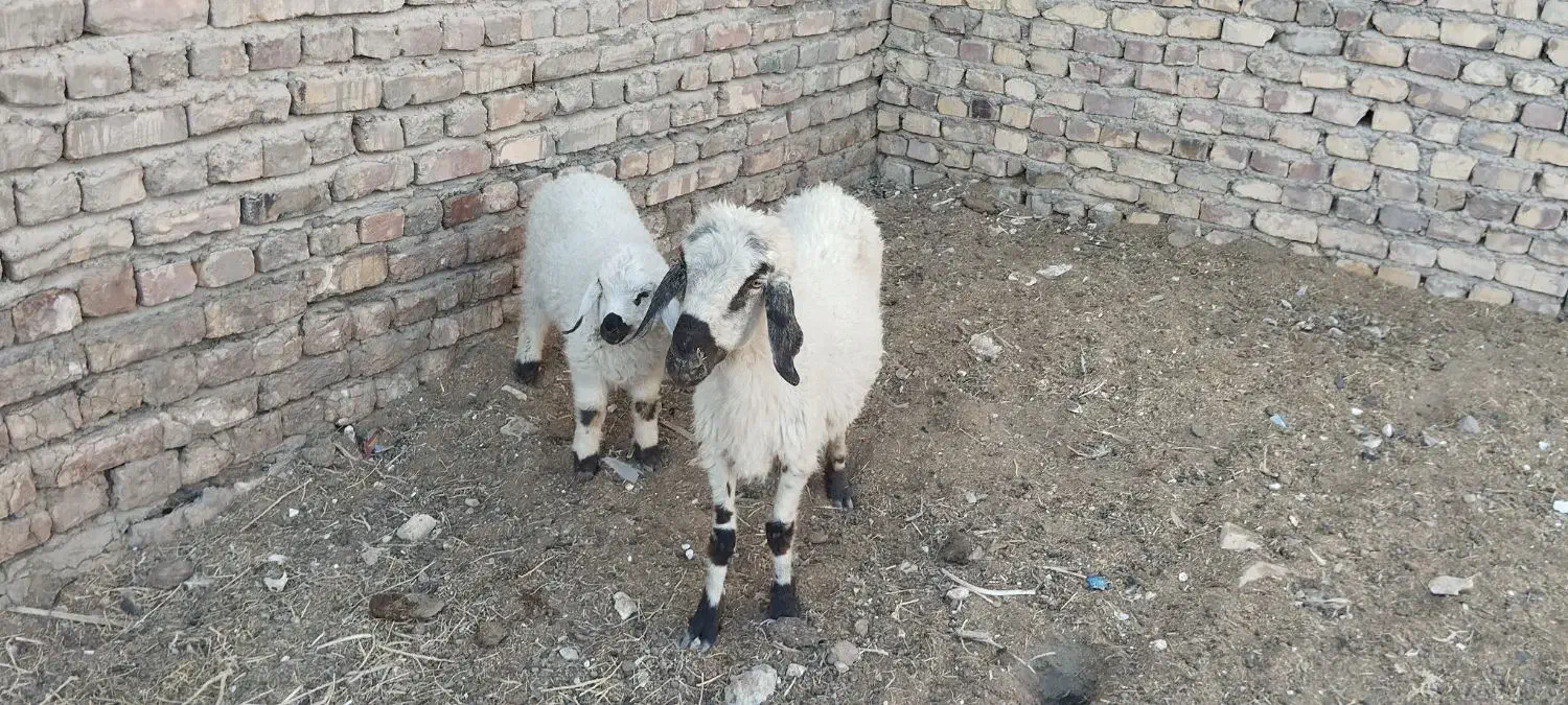 گوسفند|حیوانات مزرعه|زابل, |دیوار