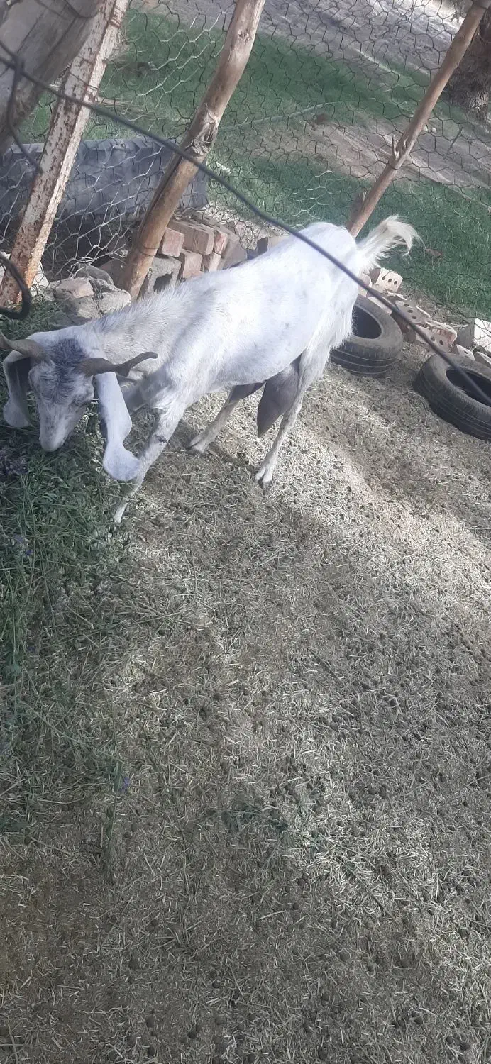 بز فروشی مالداری|حیوانات مزرعه|ایرانشهر, |دیوار