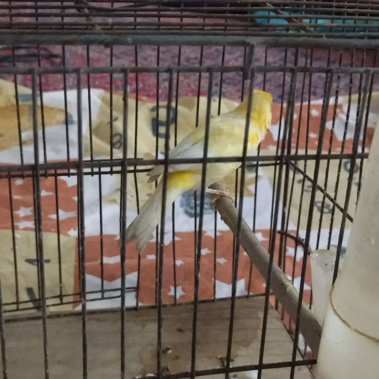 فروش قناری ماده|پرنده|پارس‌آباد, |دیوار