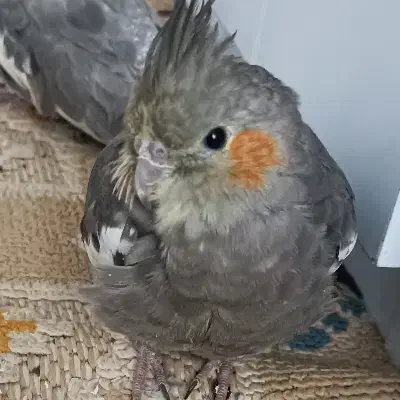 عروس هلندی ماده|حیوانات|شهرضا, |دیوار