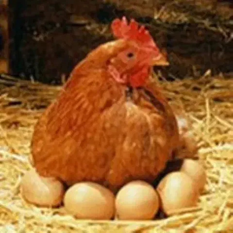 تخم مرغ ارگانیک|خوردنی و آشامیدنی|گنبد کاووس, |دیوار