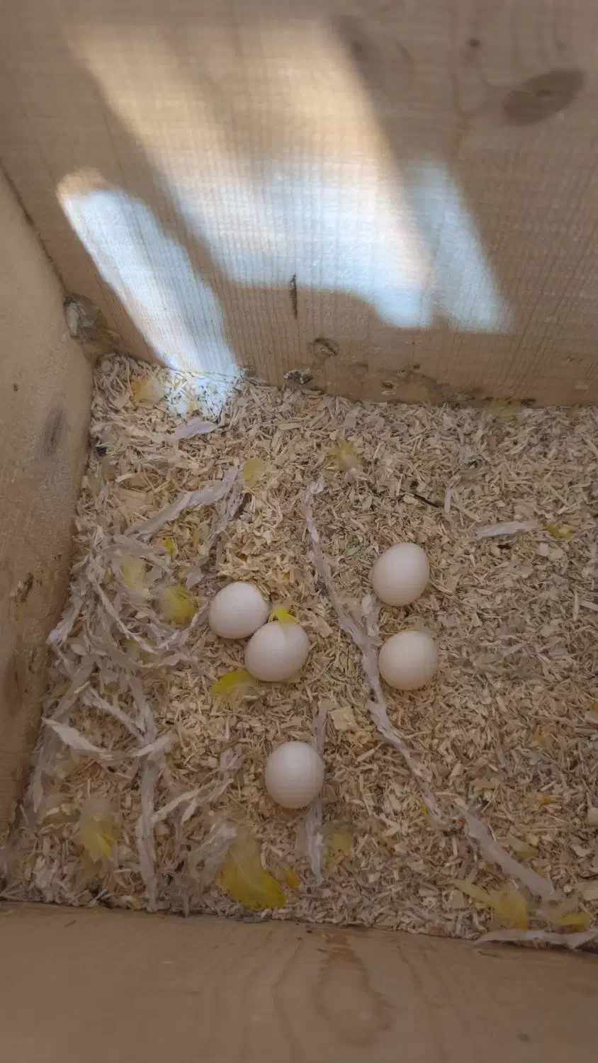 دو جفت کوتوله مولد روی تخم ماده گرینچیک دستی بالغ|پرنده|تربتحیدریه, پیشکوه|دیوار