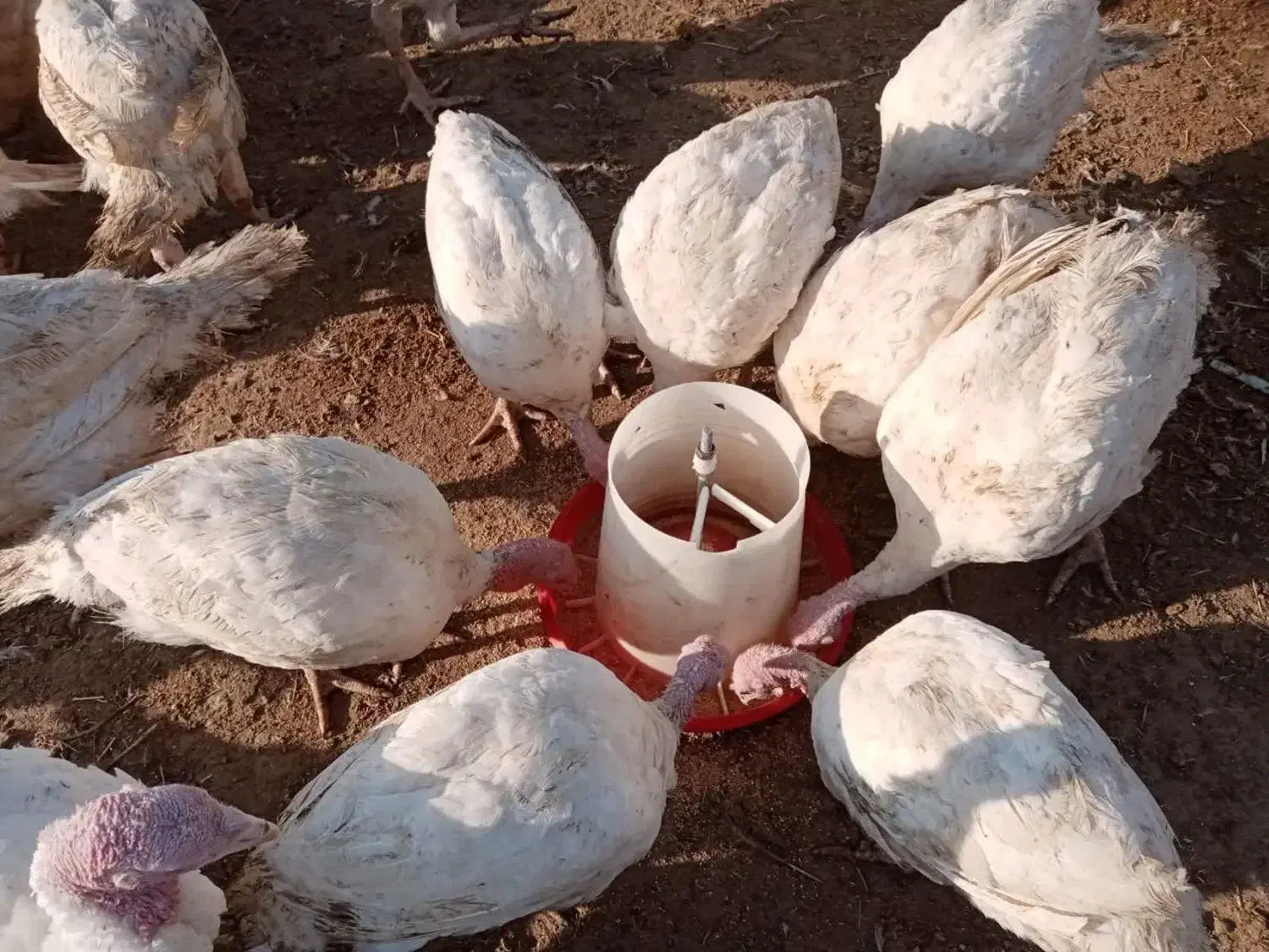 بوقلمون و نوچه|حیوانات مزرعه|ساوه, |دیوار