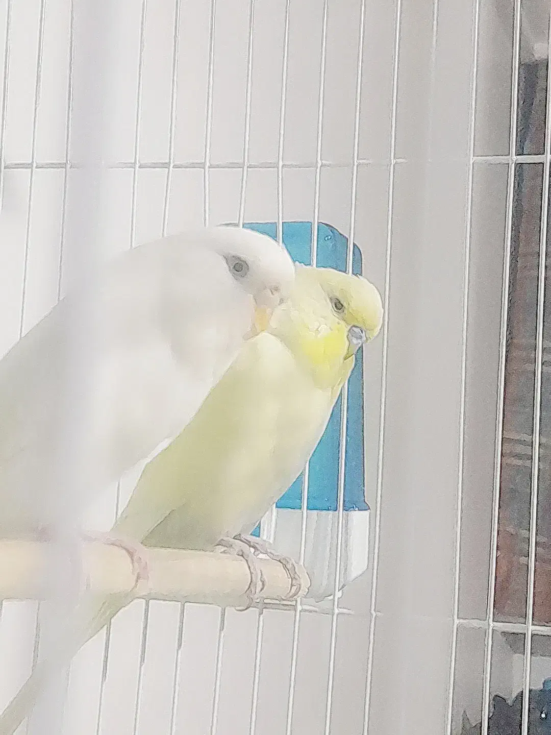 مرغ عشق انگلیسی|پرنده|پاکدشت, پاکدشت (مامازند)|دیوار