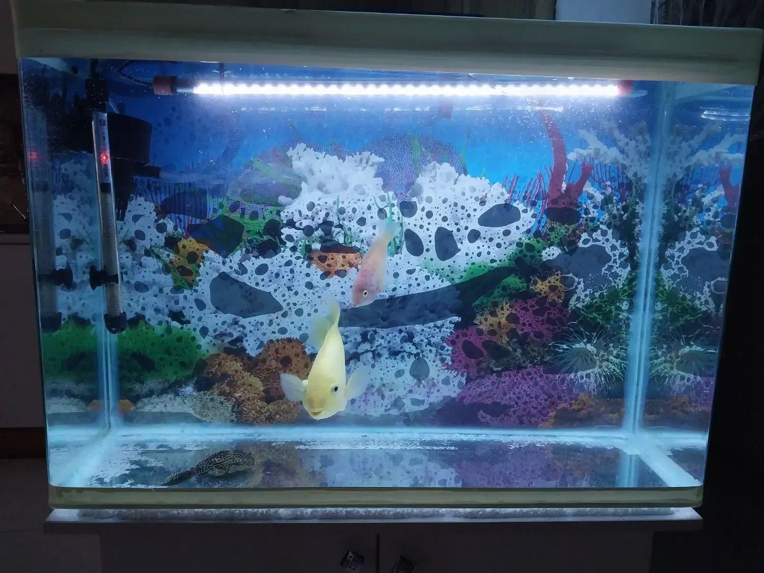 آکواریوم|ماهی|قدس, شهرقدس|دیوار