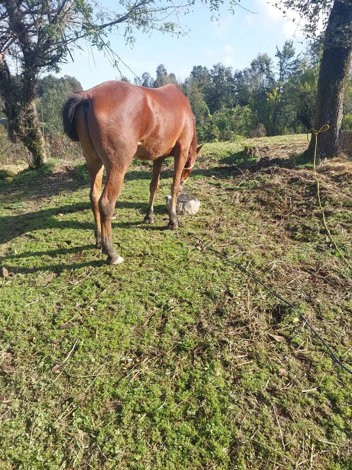 اسب|اسب و تجهیزات اسب‌سواری|سیاهکل, |دیوار