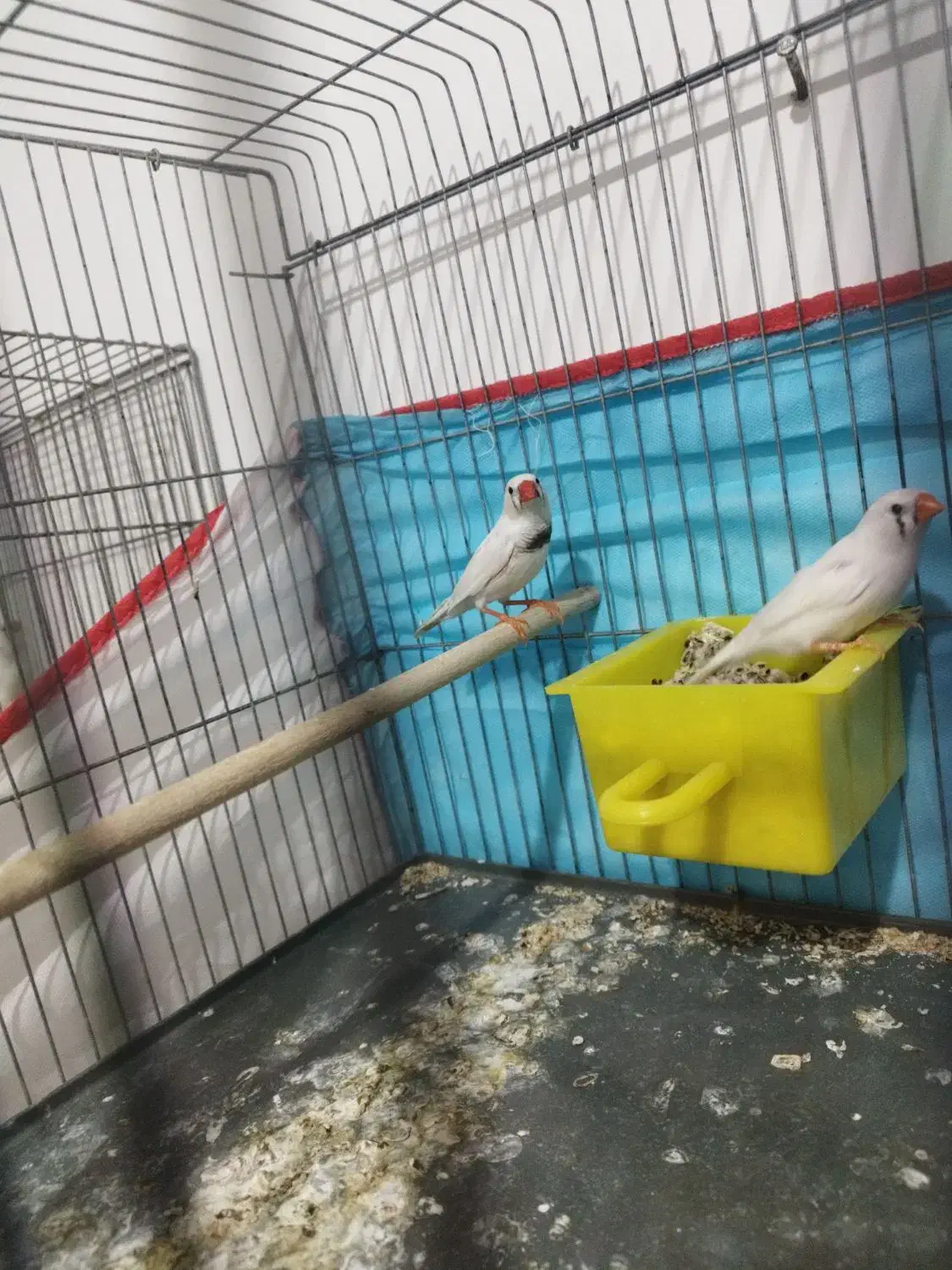 جفت فنچ فنج با تخم مولد سفید|پرنده|شیراز, ماه فیروزان|دیوار